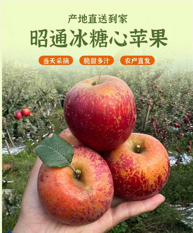 云南昭通冰糖心丑苹果整箱起批脆甜多汁【普通快递包邮】一件代发
