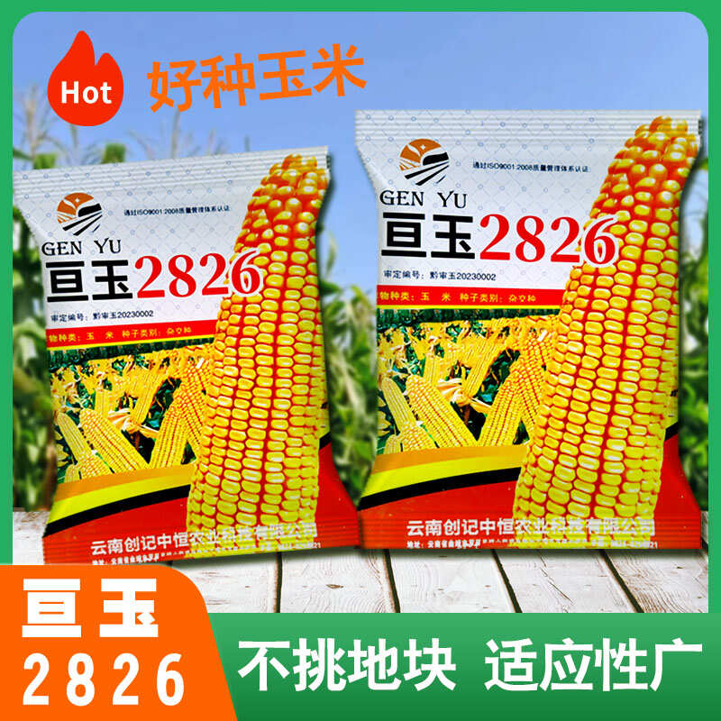 亘玉2826中高海拔玉米种子厂家直销