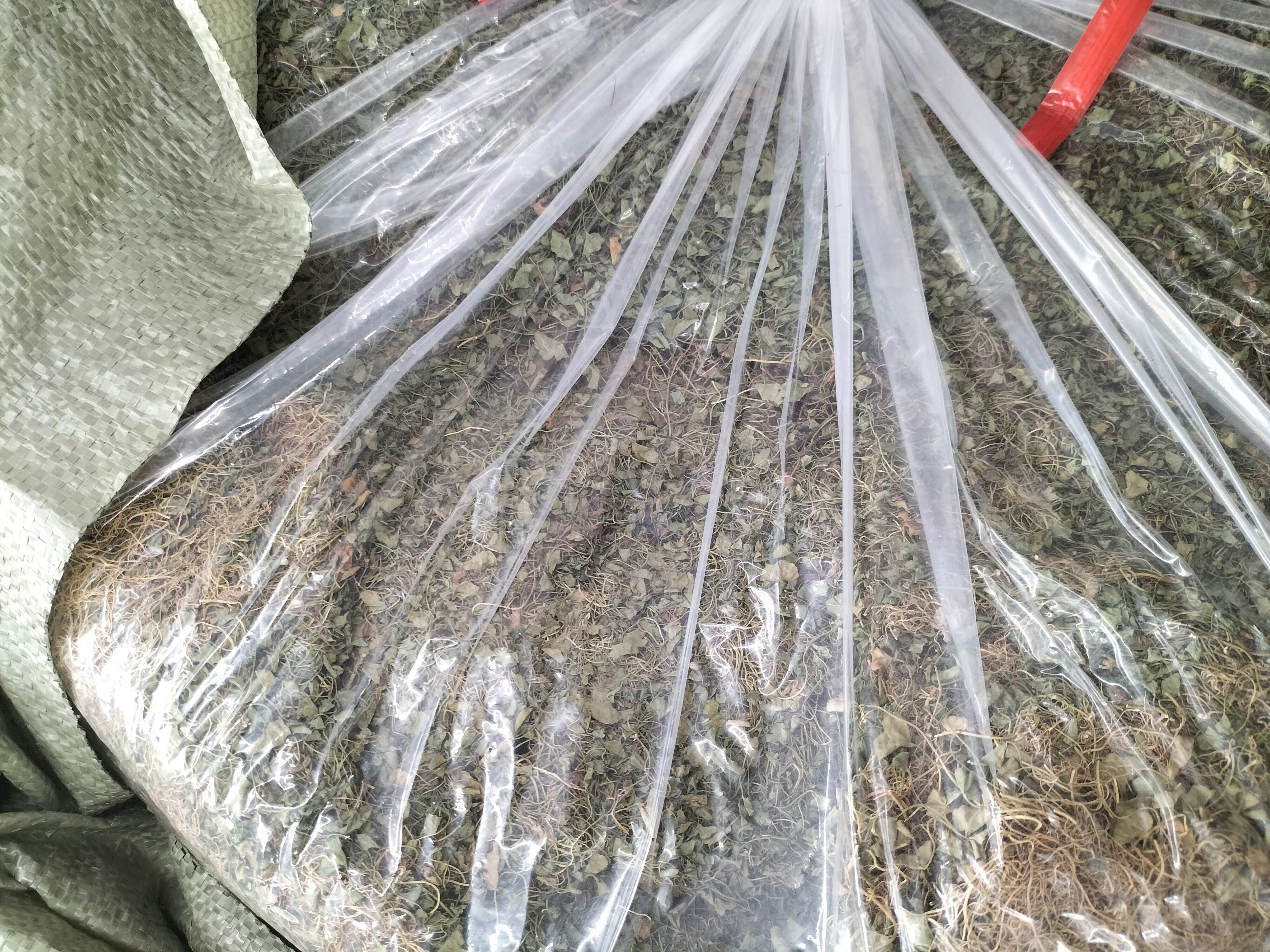精品小叶金钱草马蹄金水洗干货自然晾晒大量供货质量保证