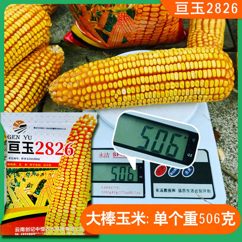 亘玉2826中高海拔玉米种子厂家直销