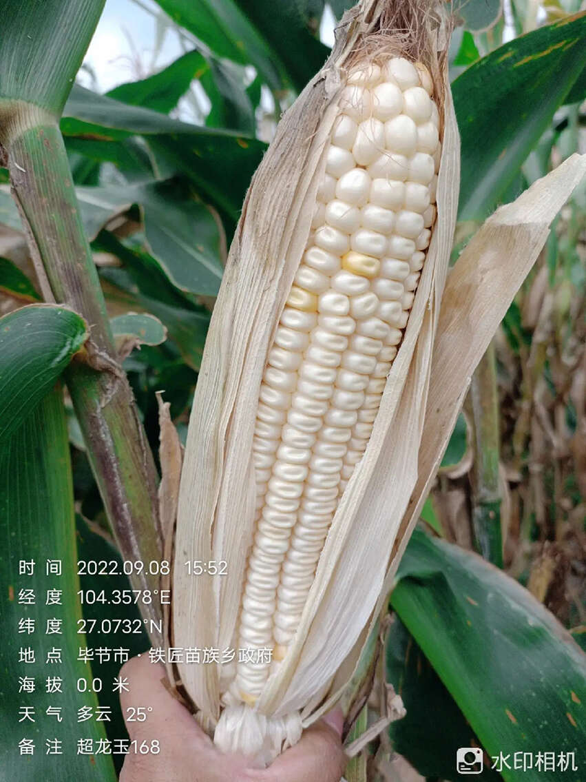 西南中高海拔玉米种子超龙玉168