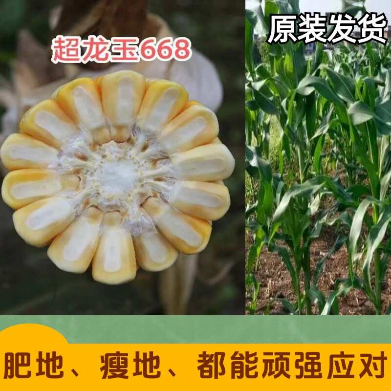 超龙玉668黄白粒玉米种子
