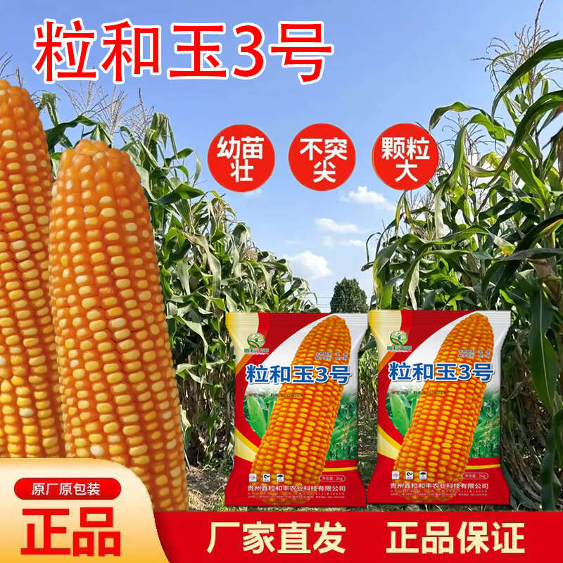 粒和玉3号硬粒型玉米种子