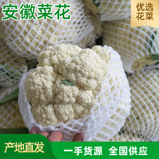 安徽菜花 白面青梗花菜 精品散花小米粒 供应全国市场 产地价