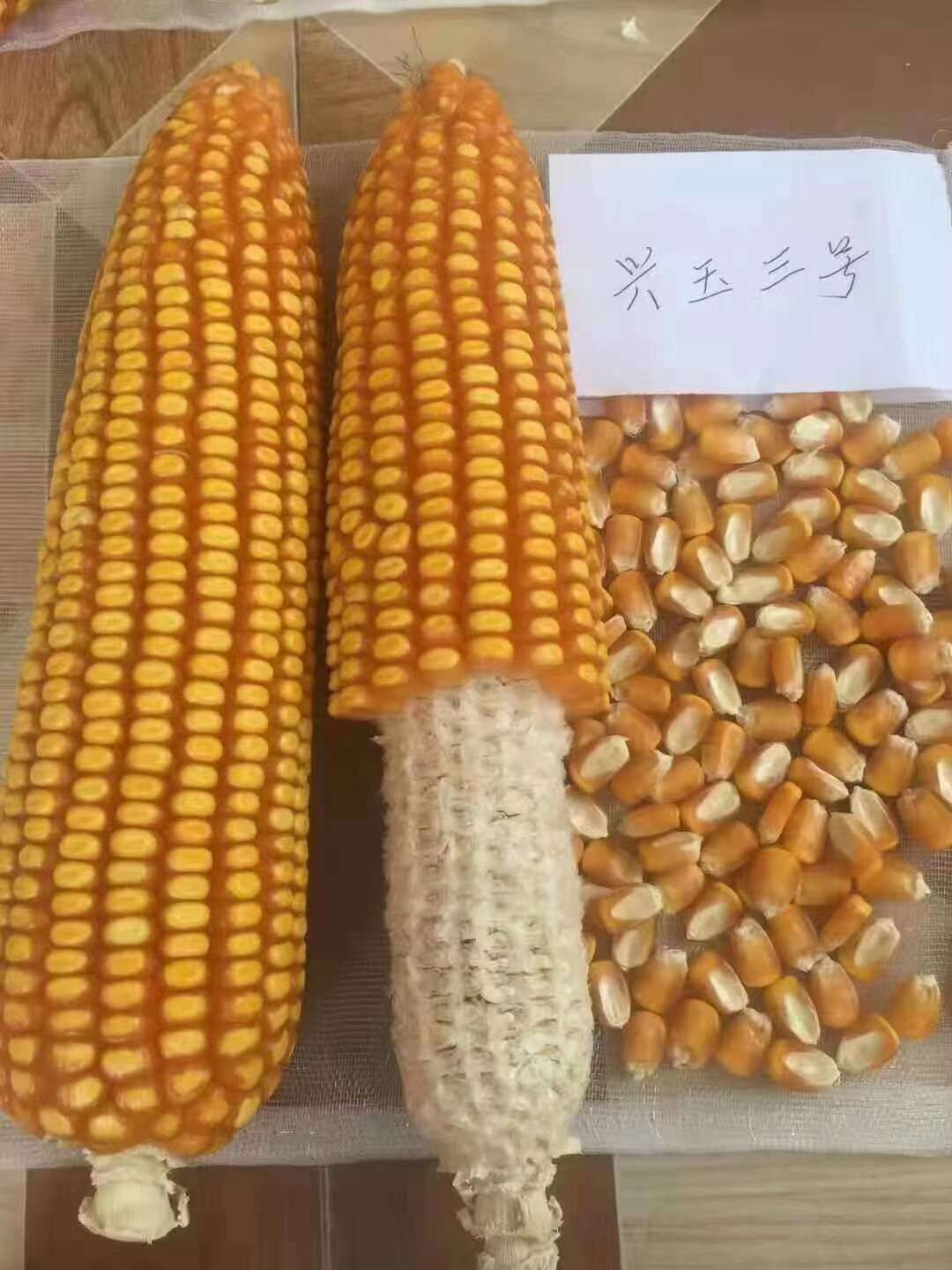 兴玉3号云贵川中高海拔品质型玉米种子