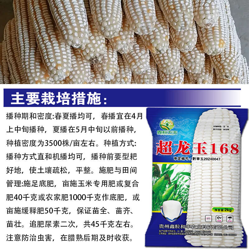 西南中高海拔玉米种子超龙玉168