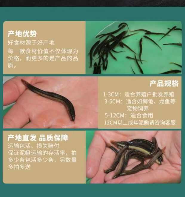 养殖户选择泥鳅苗人工养殖龙鱼饲料鱼饵鱼食大型淡水食用