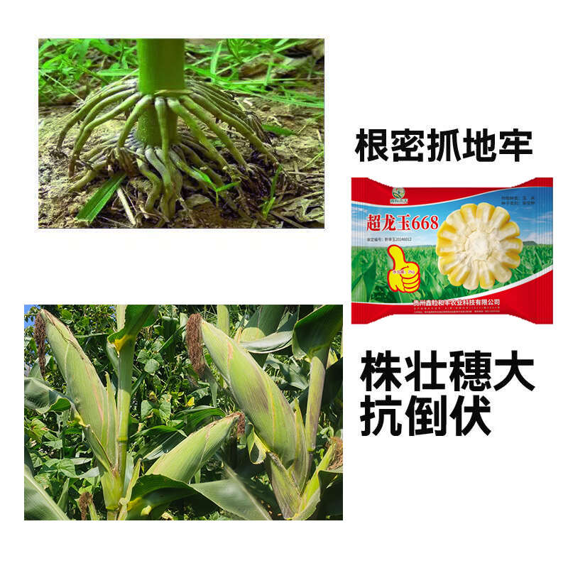 超龙玉668黄白粒玉米种子