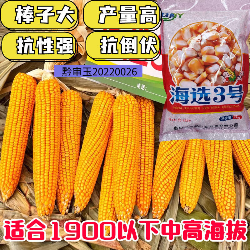 正品贵州中高海拔大棒玉米种子海选3号