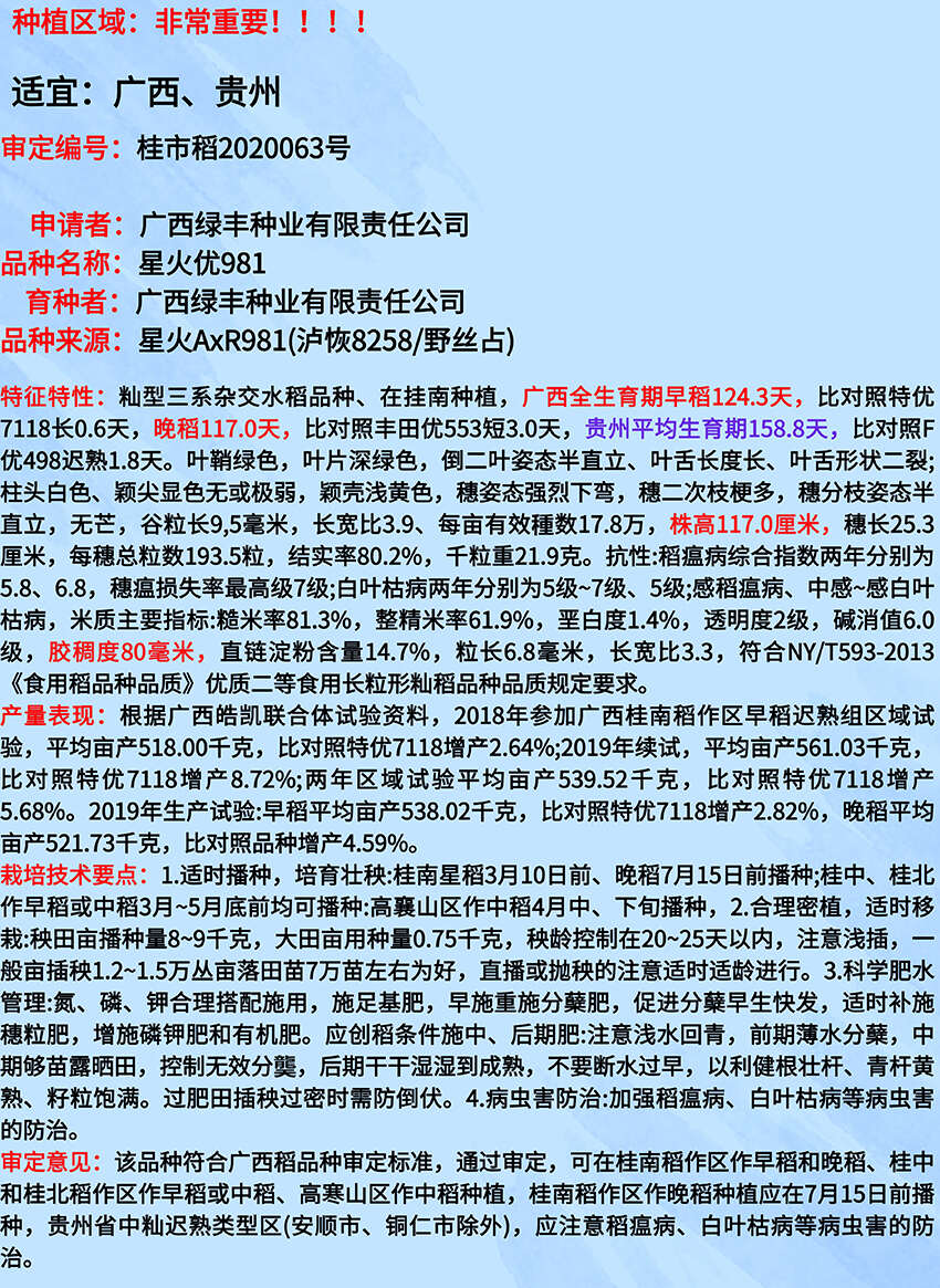 星火优981国标二级长粒水稻种子