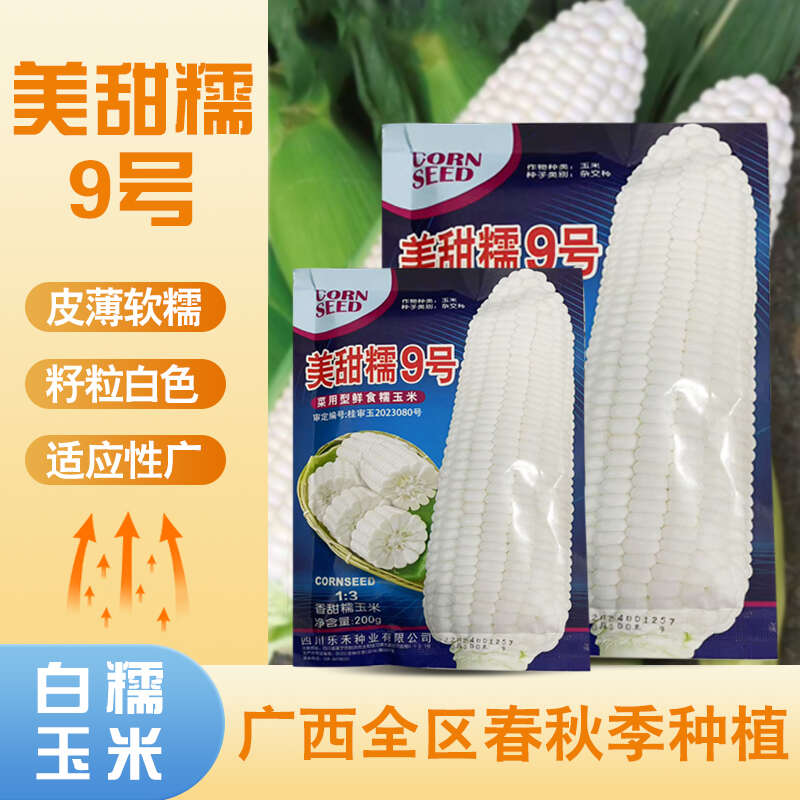美甜糯9号甜软糯杂交玉米种子