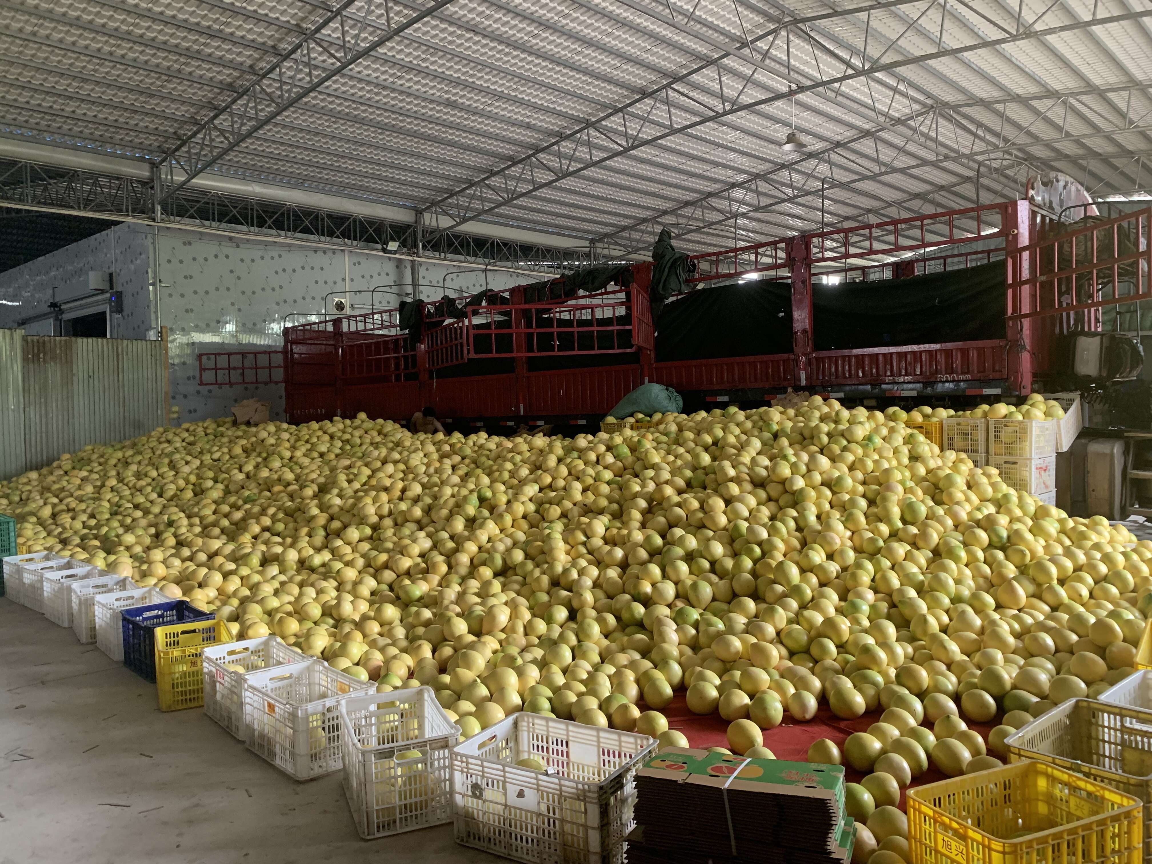 福建三红柚红心柚果肉饱满出肉率高统货3斤装批发代发