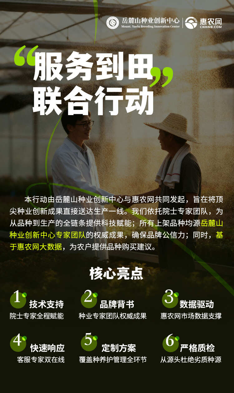 【官方自营】湘妹子中早熟胜世黄贡椒金黄香辣肉厚鲜食加工两用
