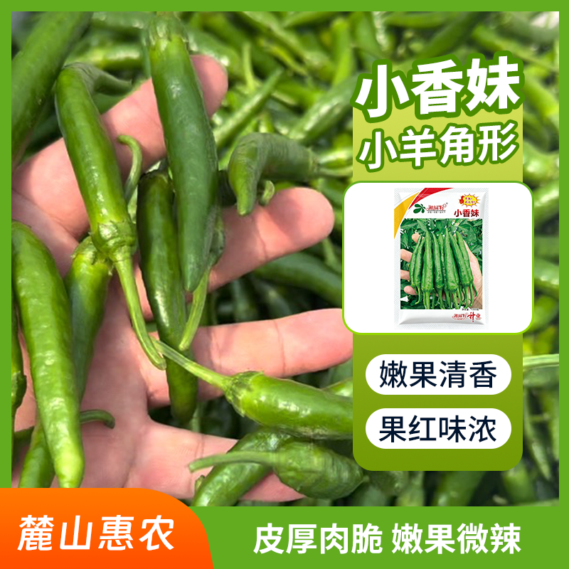 【官方自营】湘妹子小香妹小果型皮薄肉脆中辣味浓耐储抗性强