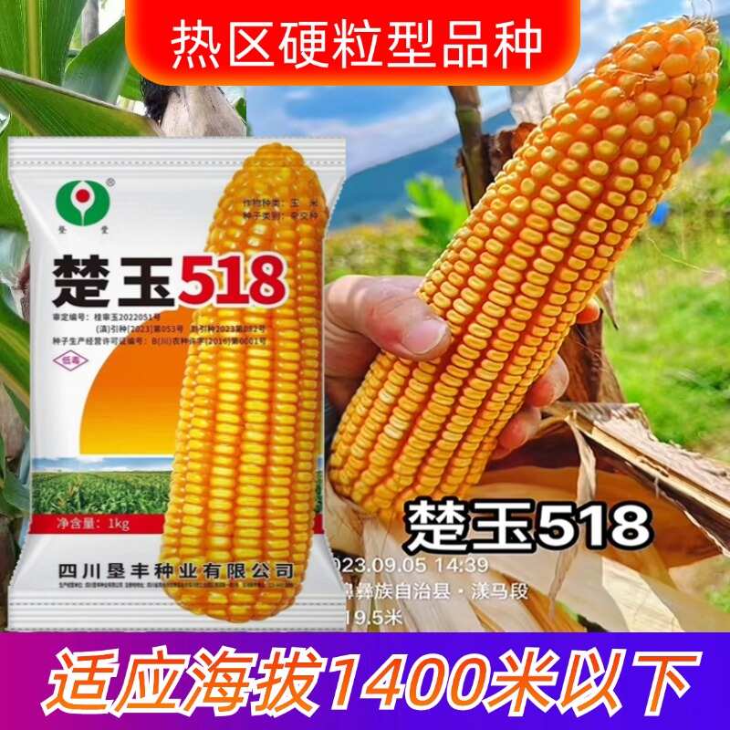 楚玉518热区玉米种子厂家直销