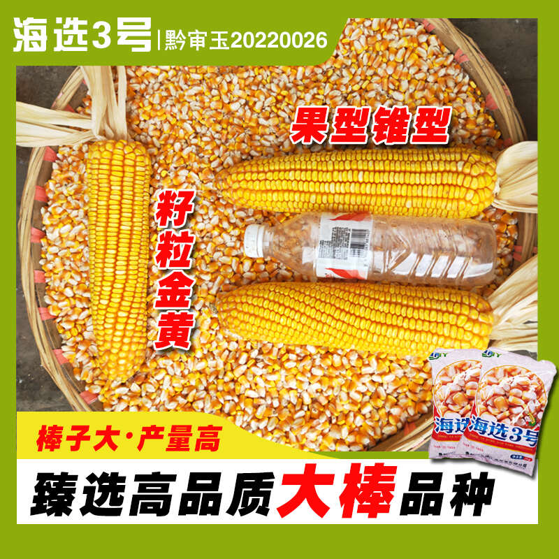 正品贵州中高海拔大棒玉米种子海选3号
