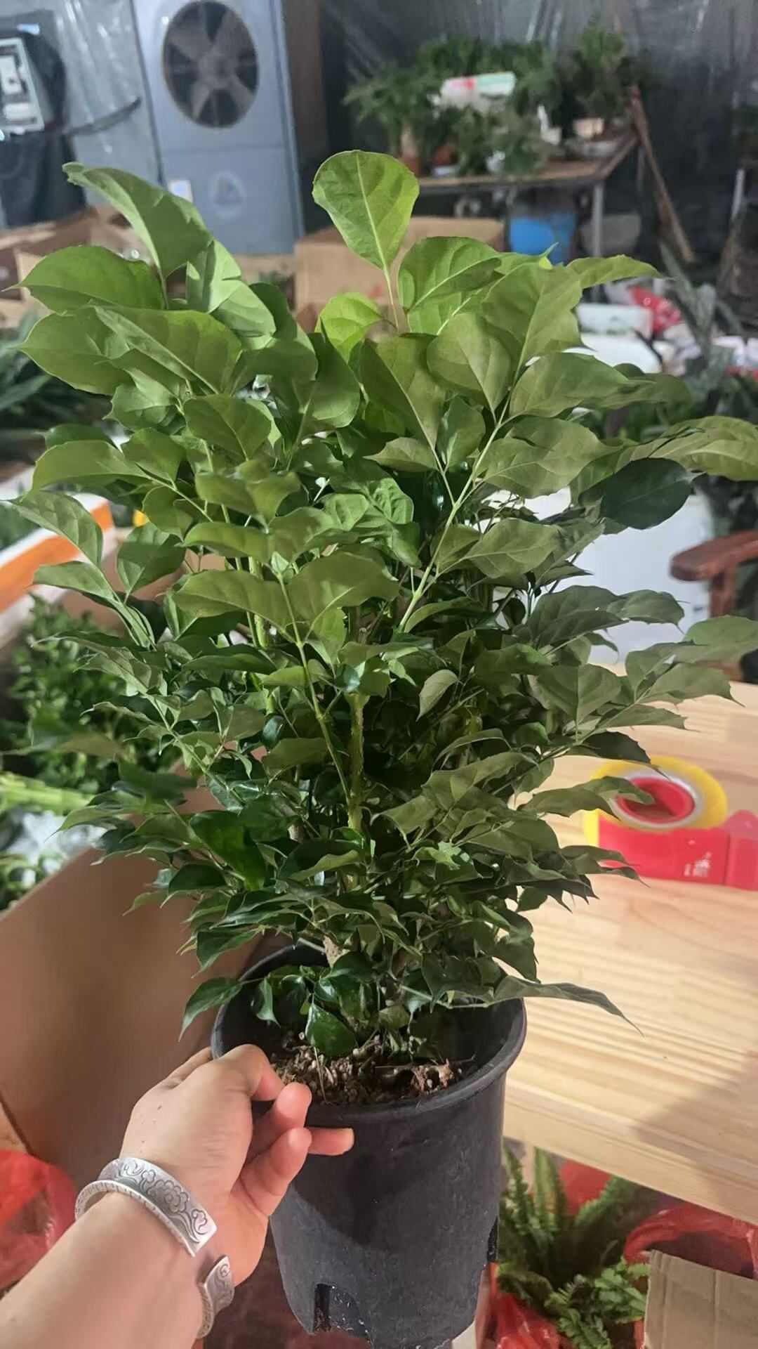 精品幸福树，多枝冠福大，不落根