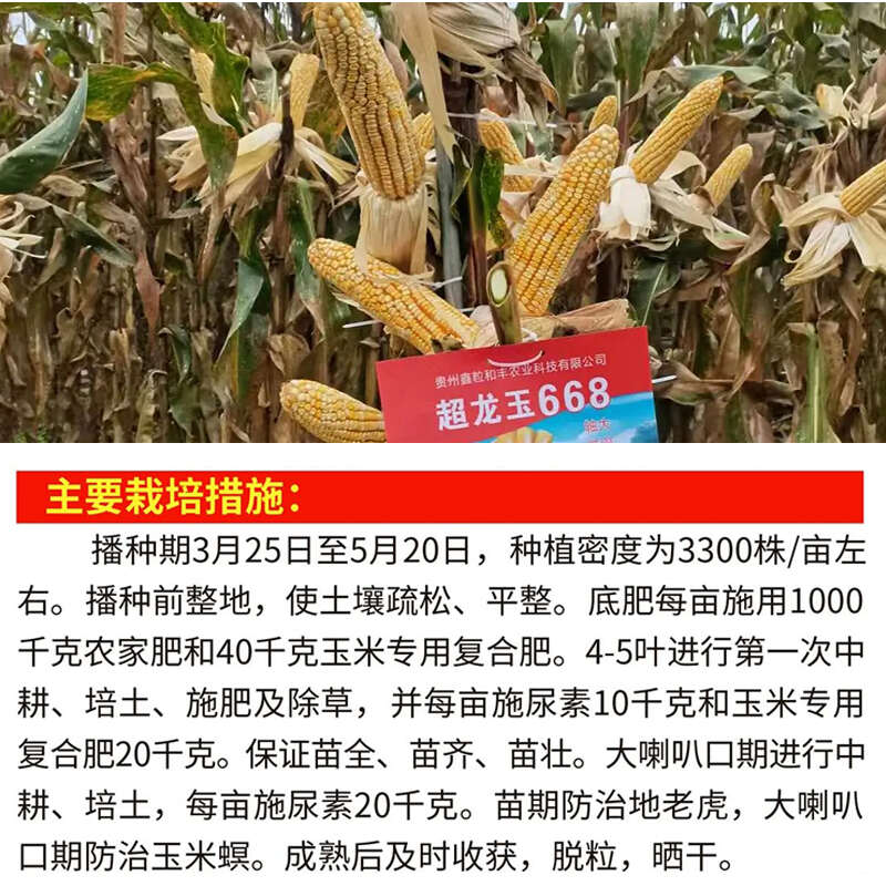 超龙玉668黄白粒玉米种子