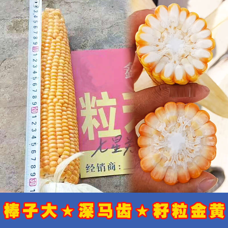 粒和玉3号硬粒型玉米种子