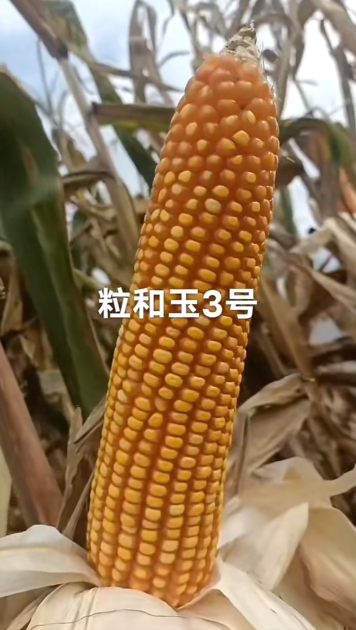 粒和玉3号硬粒型玉米种子