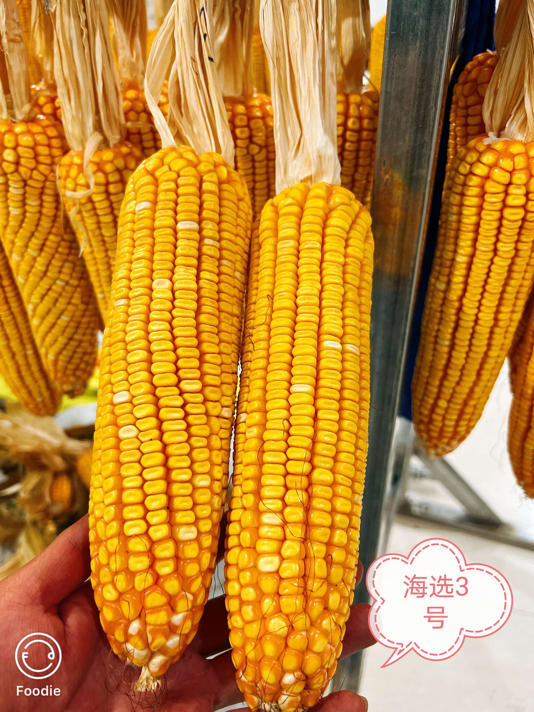 正品贵州中高海拔大棒玉米种子海选3号