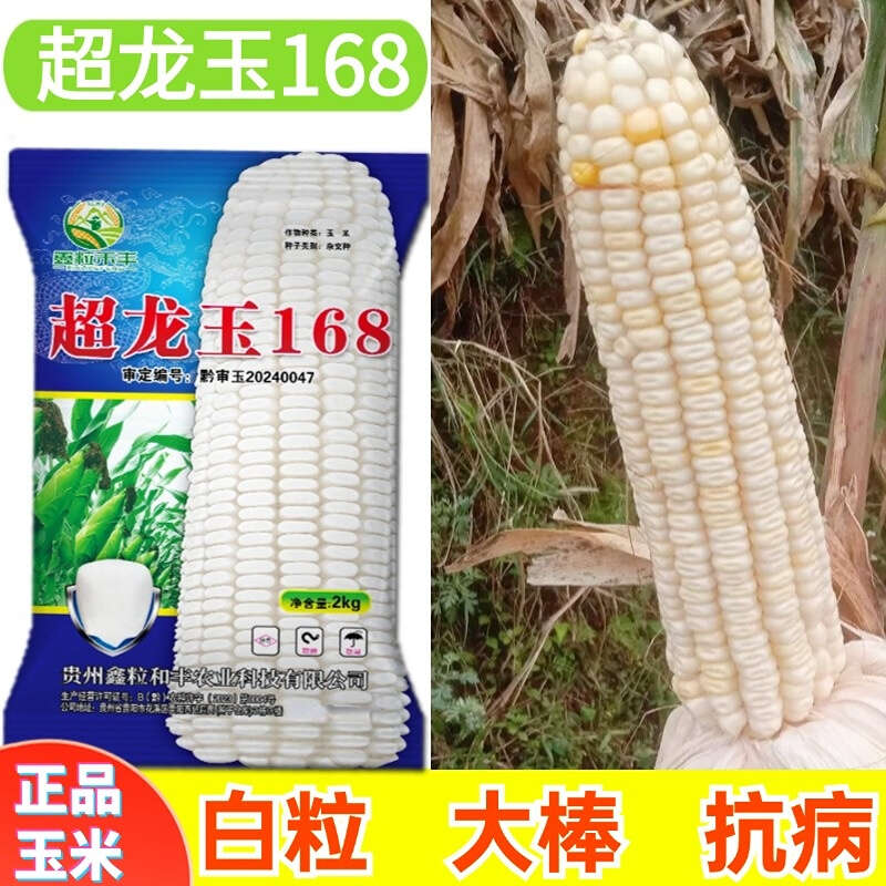西南中高海拔玉米种子超龙玉168