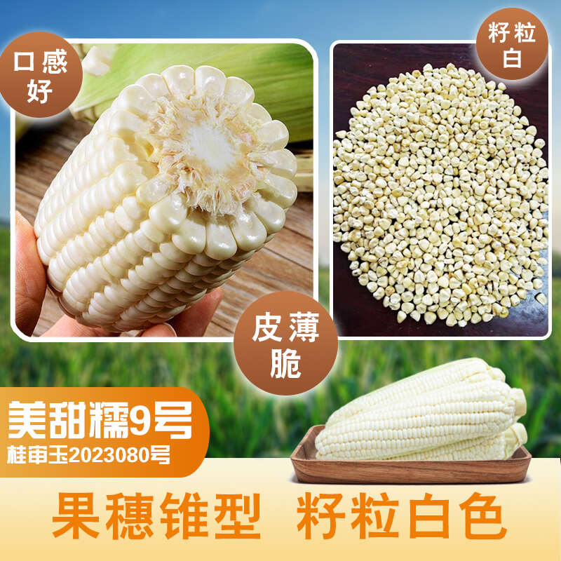 美甜糯9号甜软糯杂交玉米种子