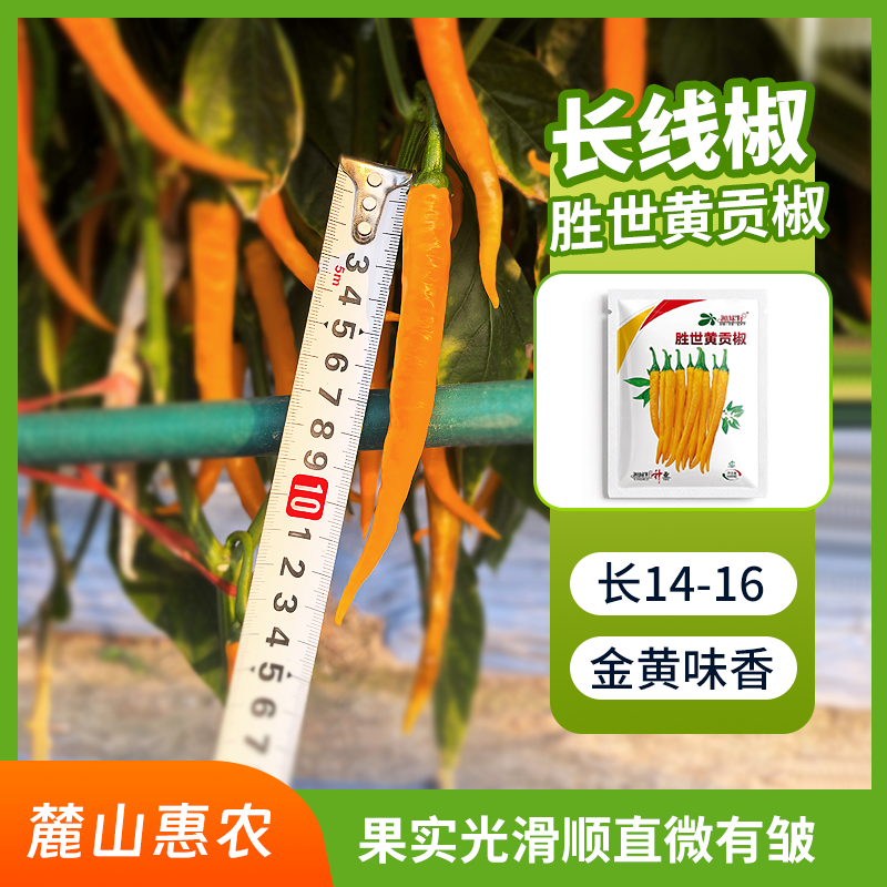 【官方自营】湘妹子中早熟胜世黄贡椒金黄香辣肉厚鲜食加工两用