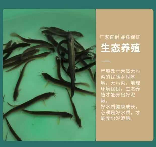养殖户选择泥鳅苗人工养殖龙鱼饲料鱼饵鱼食大型淡水食用