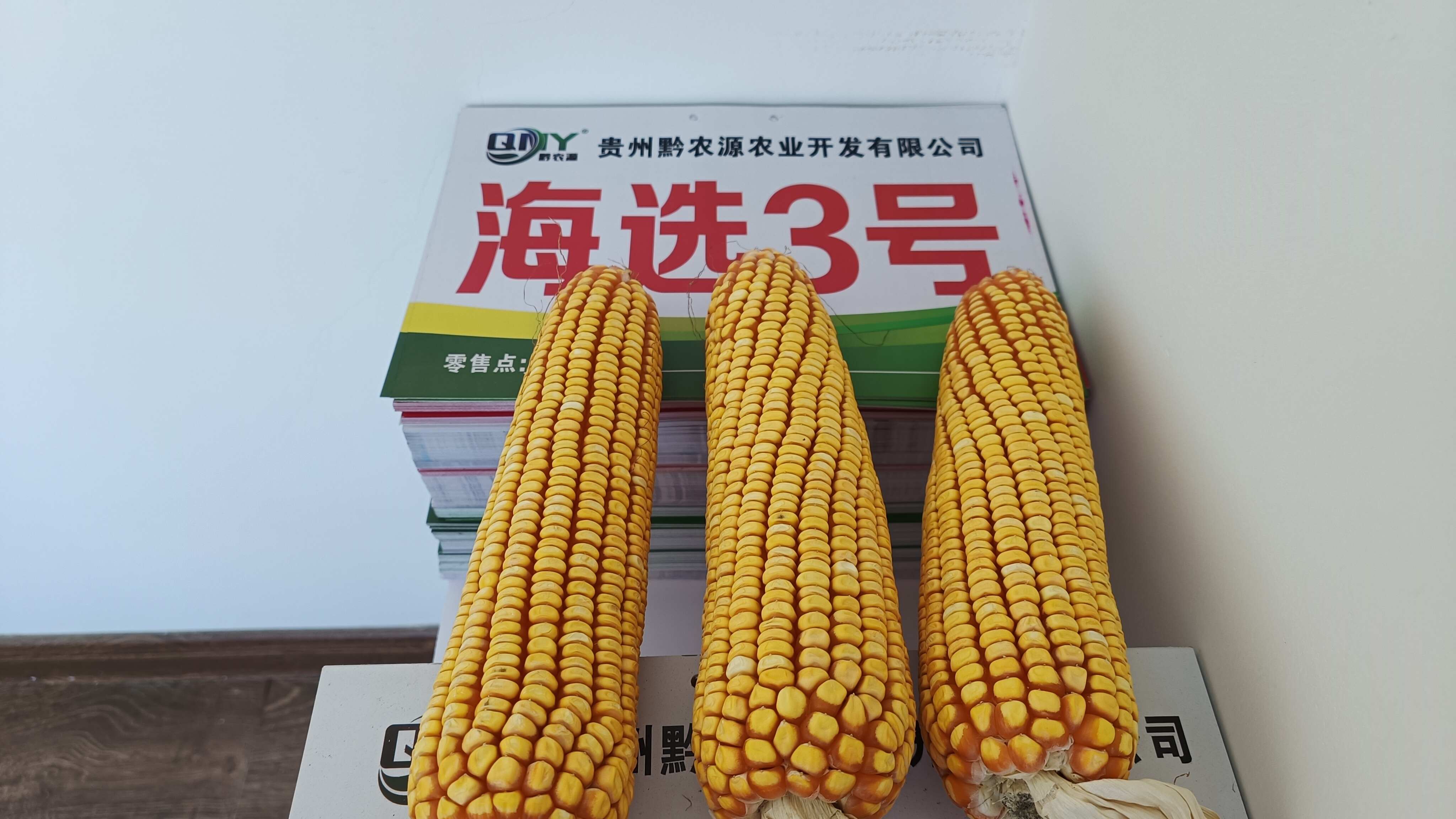 正品贵州中高海拔大棒玉米种子海选3号