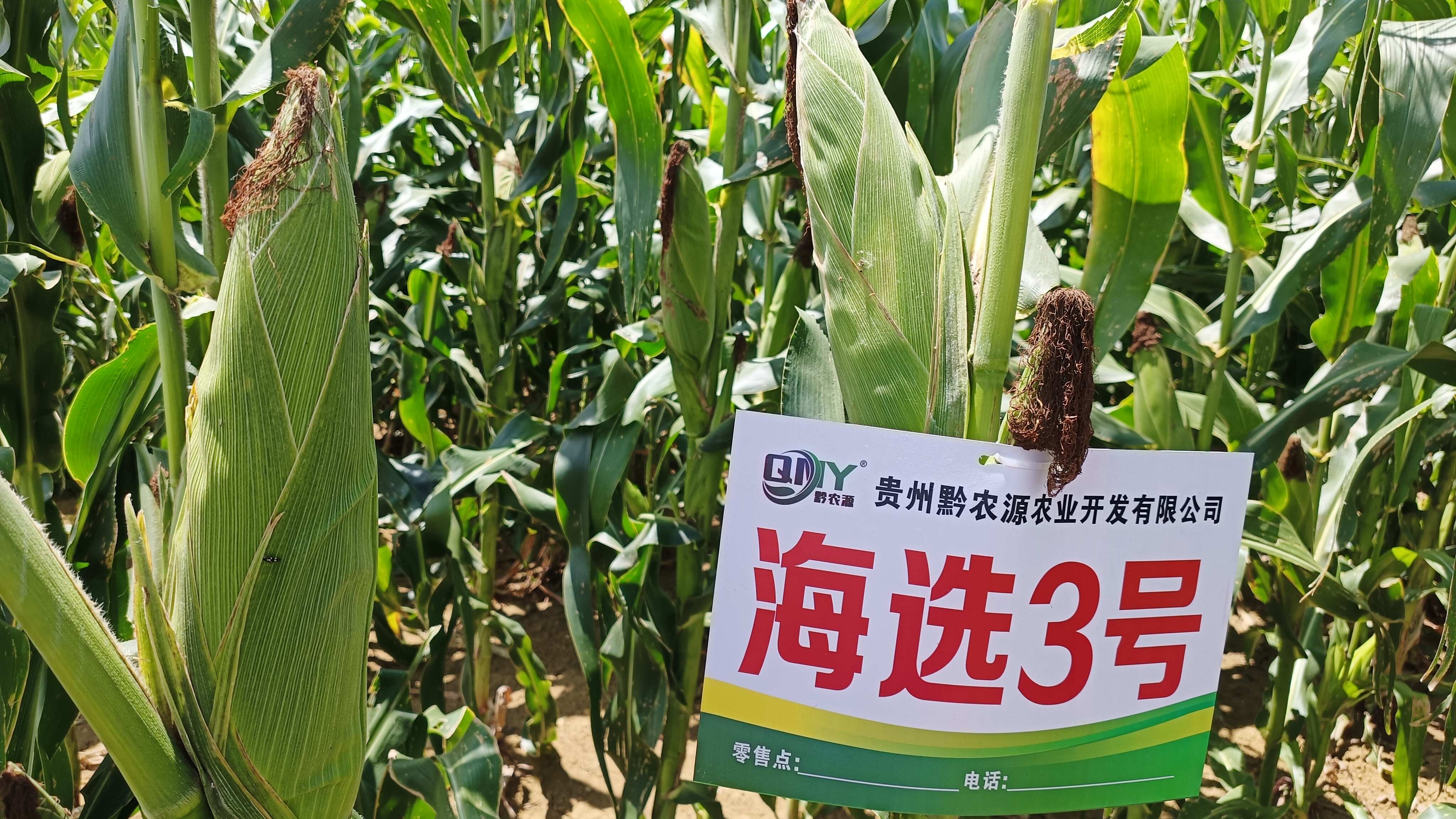 正品贵州中高海拔大棒玉米种子海选3号