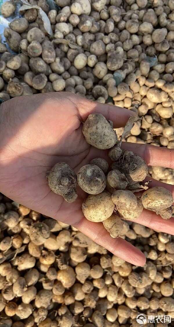 半夏种子  半夏种苗  包邮