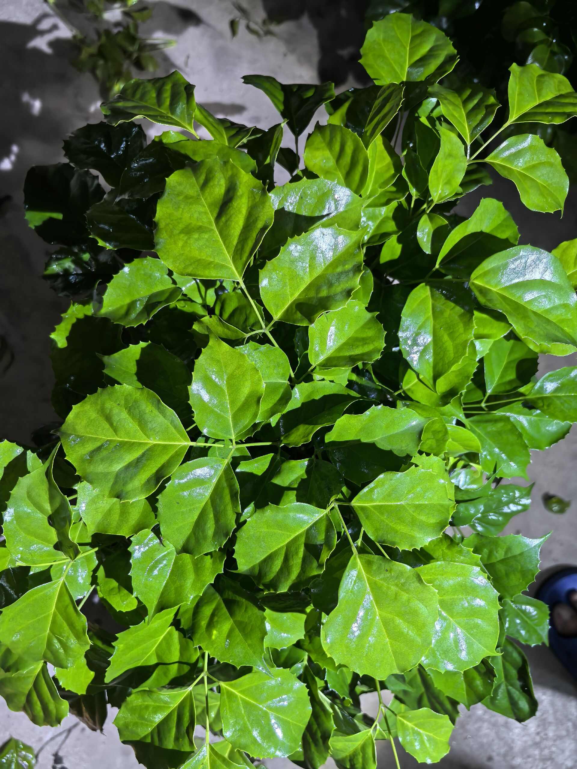 精品幸福树，多枝冠福大，不落根