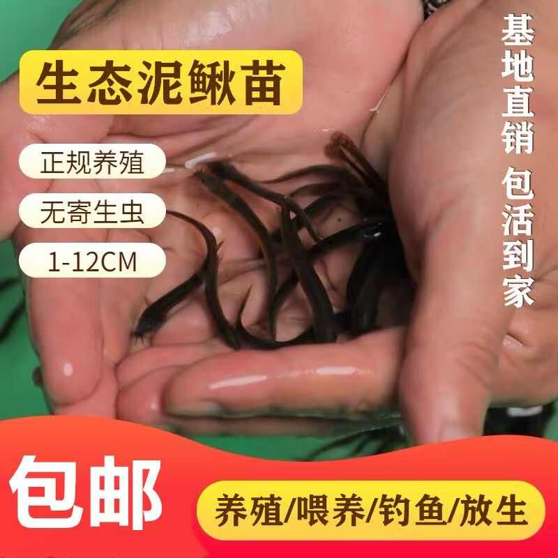 养殖户选择泥鳅苗人工养殖龙鱼饲料鱼饵鱼食大型淡水食用