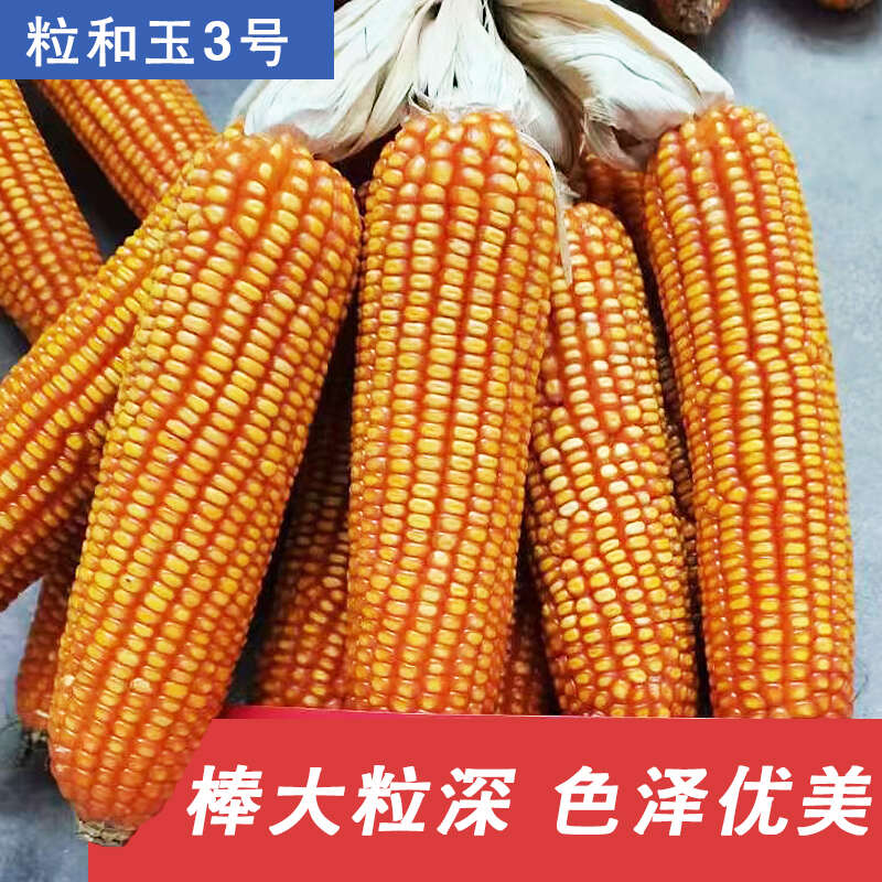 粒和玉3号硬粒型玉米种子