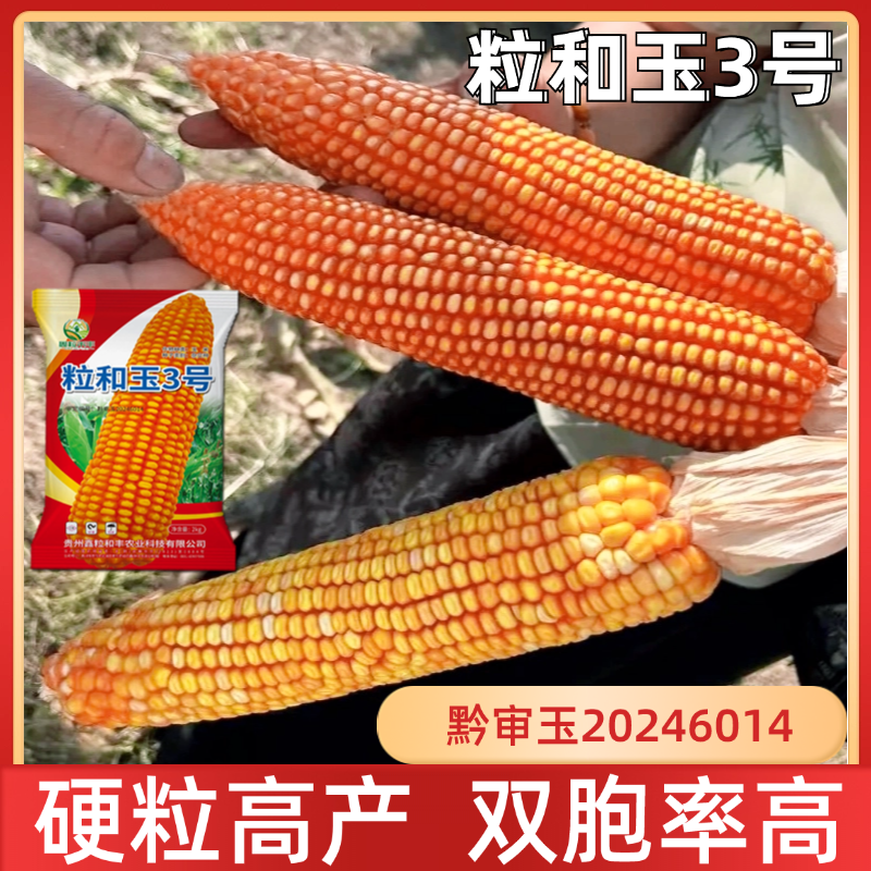 粒和玉3号硬粒型玉米种子