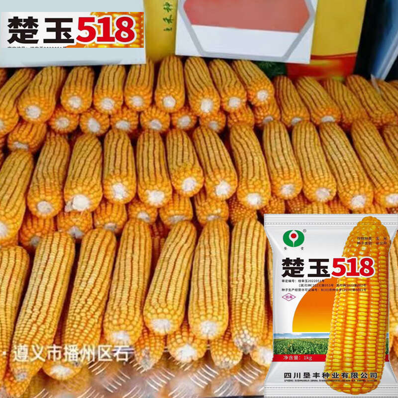 楚玉518热区玉米种子厂家直销