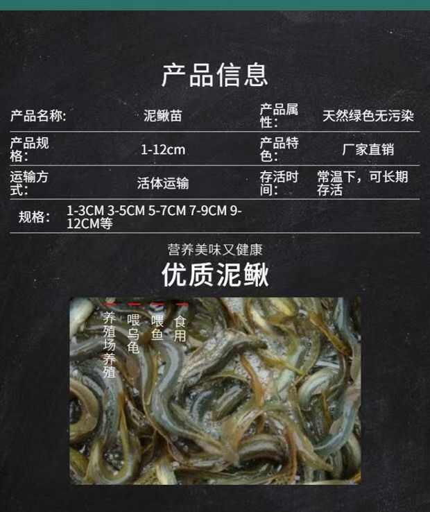 养殖户选择泥鳅苗人工养殖龙鱼饲料鱼饵鱼食大型淡水食用