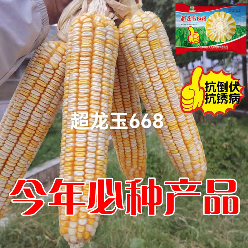 超龙玉668黄白粒玉米种子