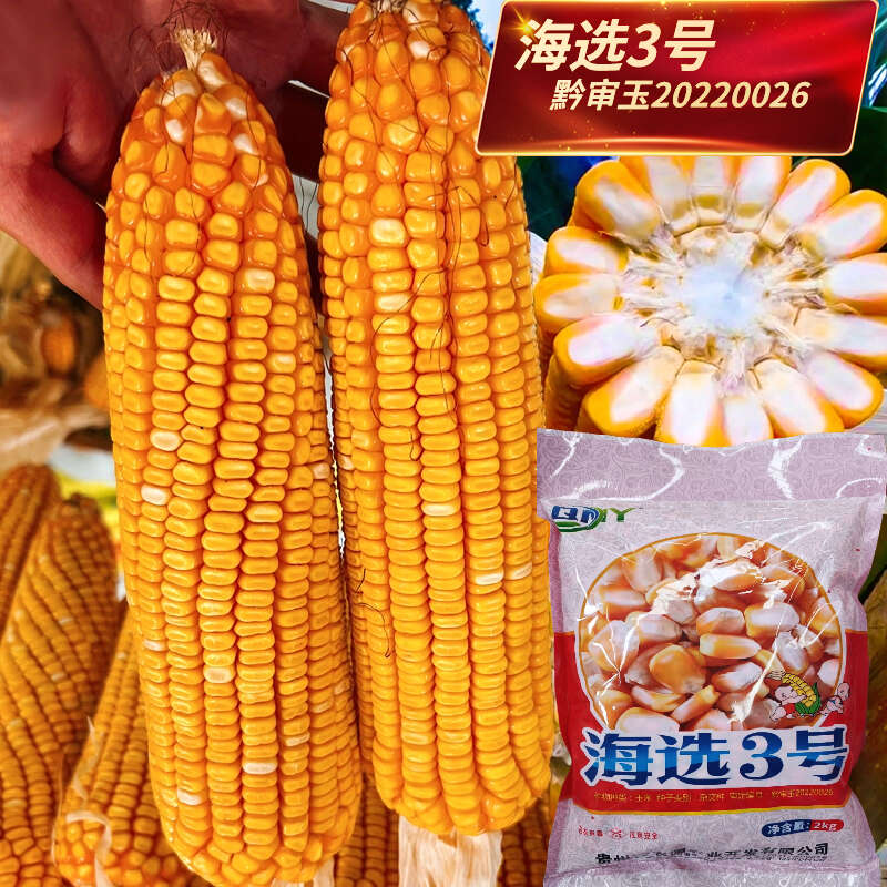 正品贵州中高海拔大棒玉米种子海选3号