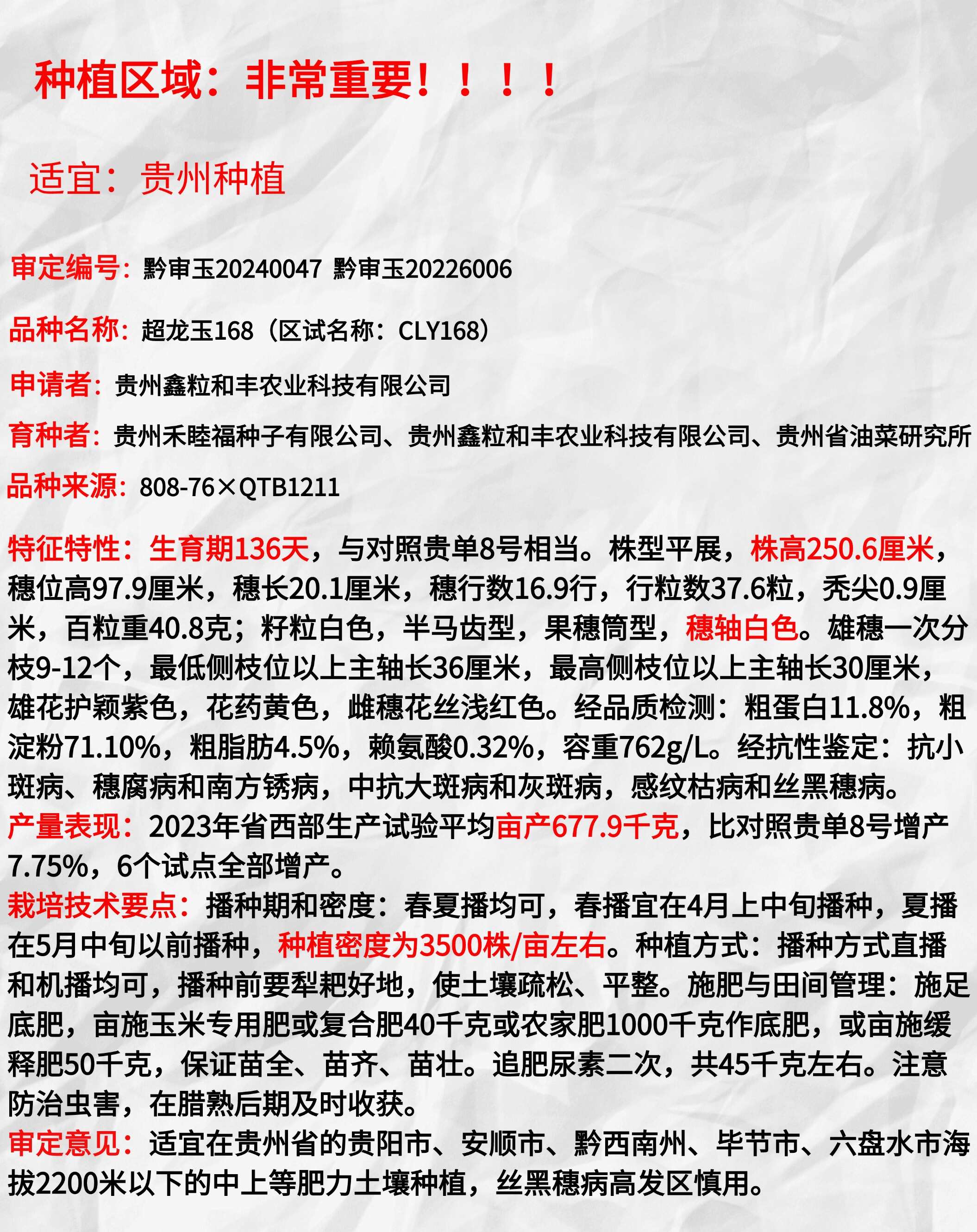 西南中高海拔玉米种子超龙玉168