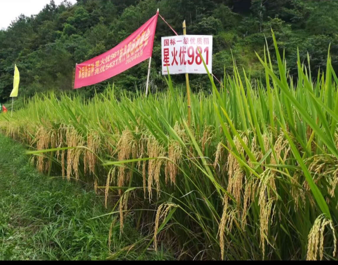 星火优981国标二级长粒水稻种子