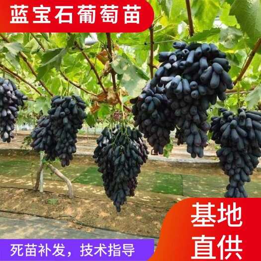 蓝宝石葡萄苗 嫁接成品苗 肉质葡萄 死苗补发 提供技术指导