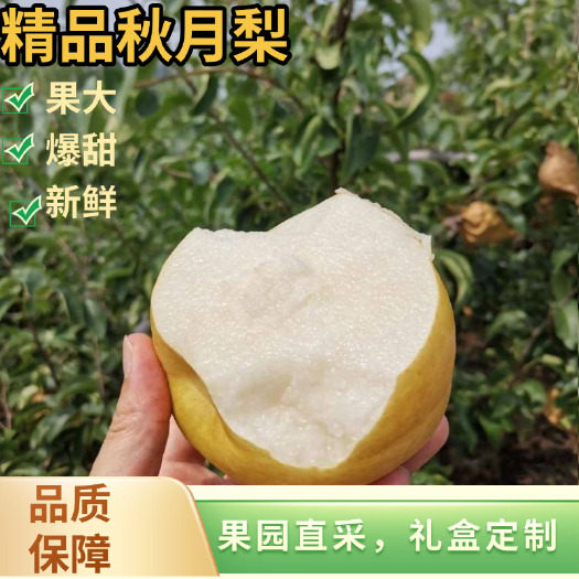 冰糖秋月梨 脆甜多汁无渣 精品大果 安徽基地直发