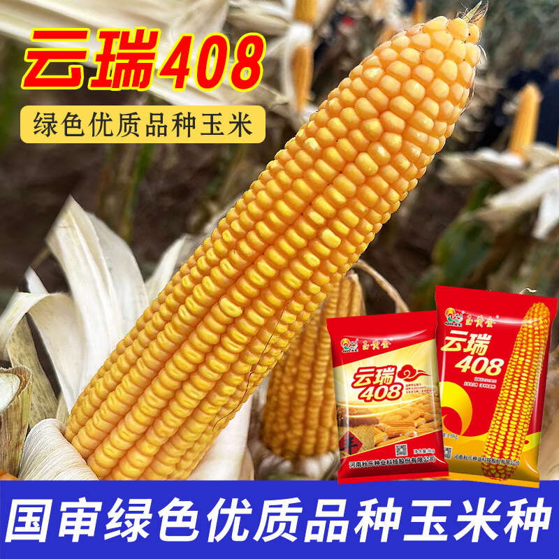 西南国审玉米种子云瑞408