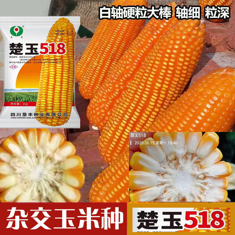 楚玉518热区玉米种子厂家直销