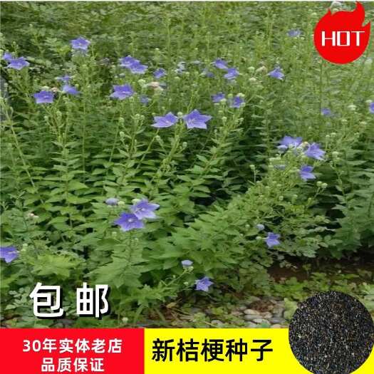 安国市桔梗种子  铃铛花   药食两用   包邮