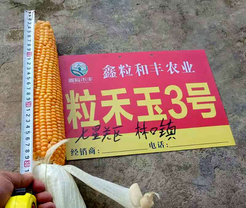 粒和玉3号硬粒型玉米种子