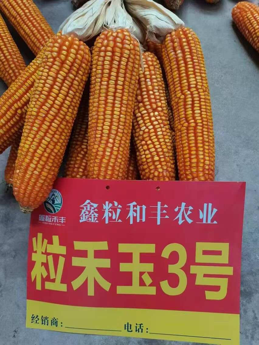 粒和玉3号硬粒型玉米种子
