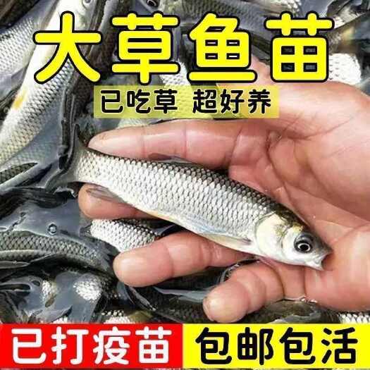 2025草鱼新苗 抗病草鱼苗 已打疫苗 脆肉鲩鱼 包邮直达